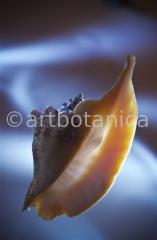 Strukturen-Muschel-5