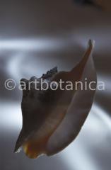 Strukturen-Muschel-4