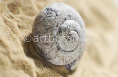 Strukturen-Schneckenhaus-70