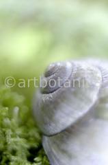 Strukturen-Schneckenhaus-8