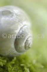 Strukturen-Schneckenhaus-9