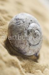 Strukturen-Schneckenhaus-69