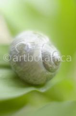 Strukturen-Schneckenhaus-7