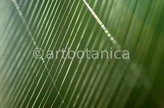 Strukturen-Spinnennetz-4