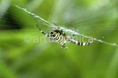 Strukturen-Spinnennetz-2