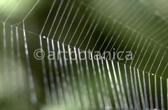 Strukturen-Spinnennetz-8