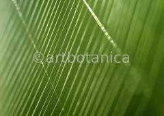 Strukturen-Spinnennetz-3