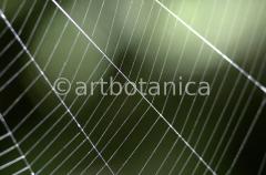 Strukturen-Spinnennetz-11