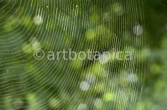 Strukturen-Spinnennetz-7