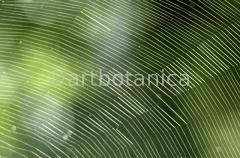 Strukturen-Spinnennetz-12