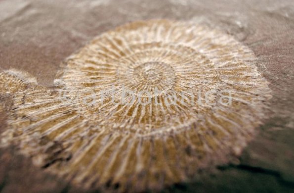 fossil