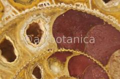 Strukturen-Versteinerungen-16