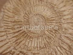 Strukturen-Versteinerungen-6