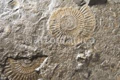 Strukturen-Versteinerungen-4