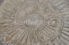 Strukturen-Versteinerungen-8