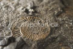 Strukturen-Versteinerungen-5