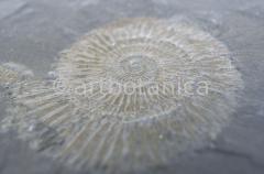 Strukturen-Versteinerungen-3