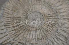 Strukturen-Versteinerungen-7