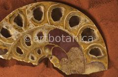 Strukturen-Versteinerungen-17