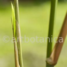 Nutzpflanzen-Bambus-35