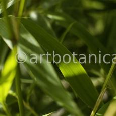 Nutzpflanzen-Bambus-31