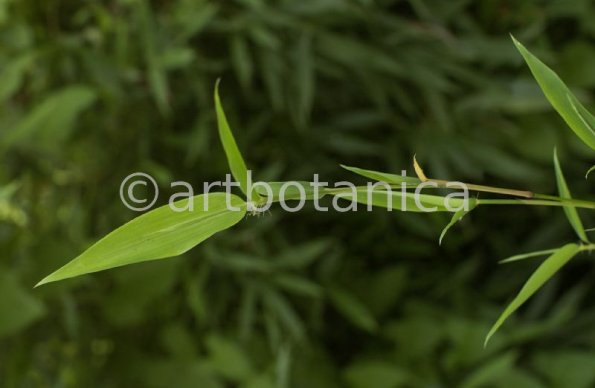 Nutzpflanzen-Bambus-33