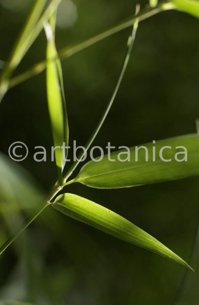 Nutzpflanzen-Bambus-18
