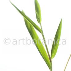 Nutzpflanzen-Bambus-9