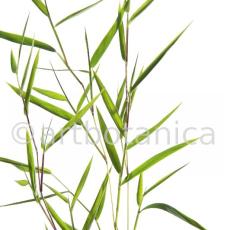 Nutzpflanzen-Bambus-4