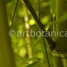 Nutzpflanzen-Bambus-25
