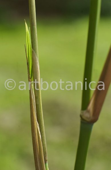 Nutzpflanzen-Bambus-20