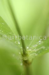 Nutzpflanzen-Bambus-36