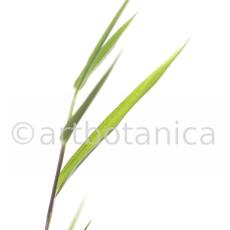 Nutzpflanzen-Bambus-8