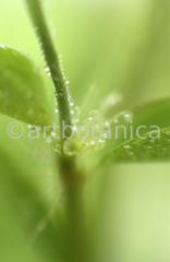 Nutzpflanzen-Bambus-37