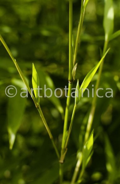 Nutzpflanzen-Bambus-30