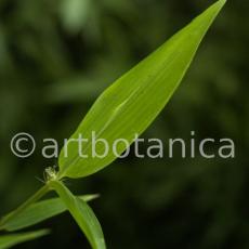 Nutzpflanzen-Bambus-34