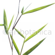 Nutzpflanzen-Bambus-3