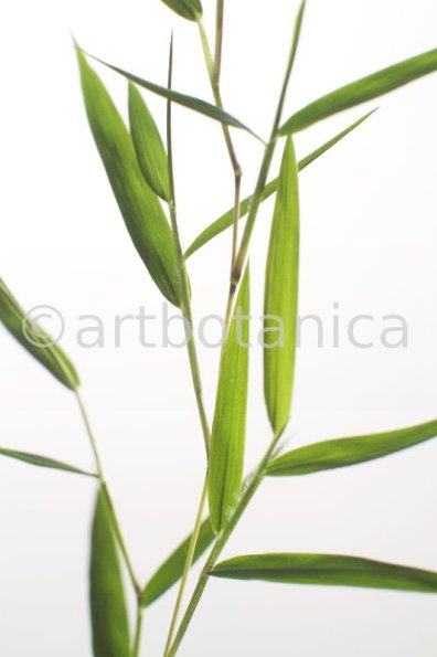 Nutzpflanzen-Bambus-6