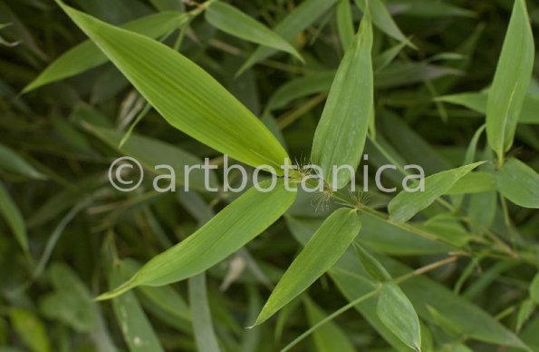 Nutzpflanzen-Bambus-27