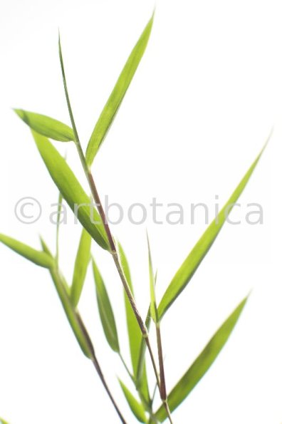 Nutzpflanzen-Bambus-2