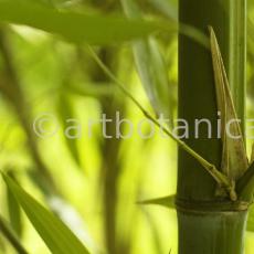Nutzpflanzen-Bambus-24