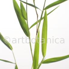 Nutzpflanzen-Bambus-6