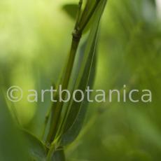 Nutzpflanzen-Bambus-22