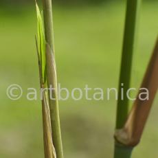 Nutzpflanzen-Bambus-20