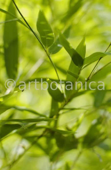 Nutzpflanzen-Bambus-28