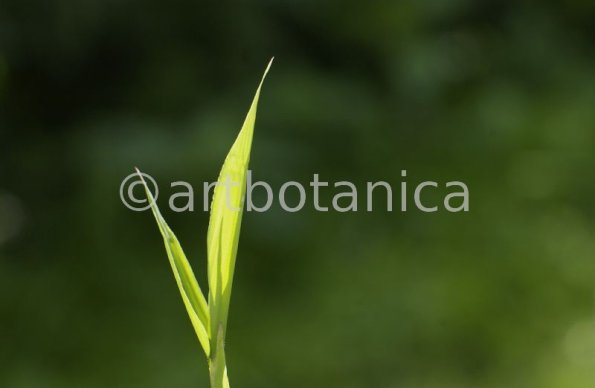 Nutzpflanzen-Bambus-29