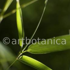 Nutzpflanzen-Bambus-18
