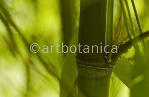 Nutzpflanzen-Bambus-23