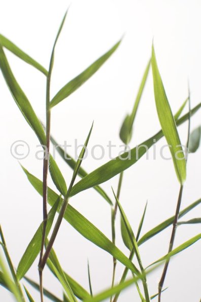 Nutzpflanzen-Bambus-5