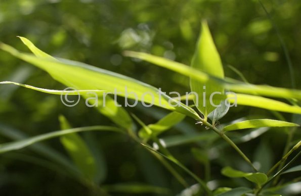 Nutzpflanzen-Bambus-26